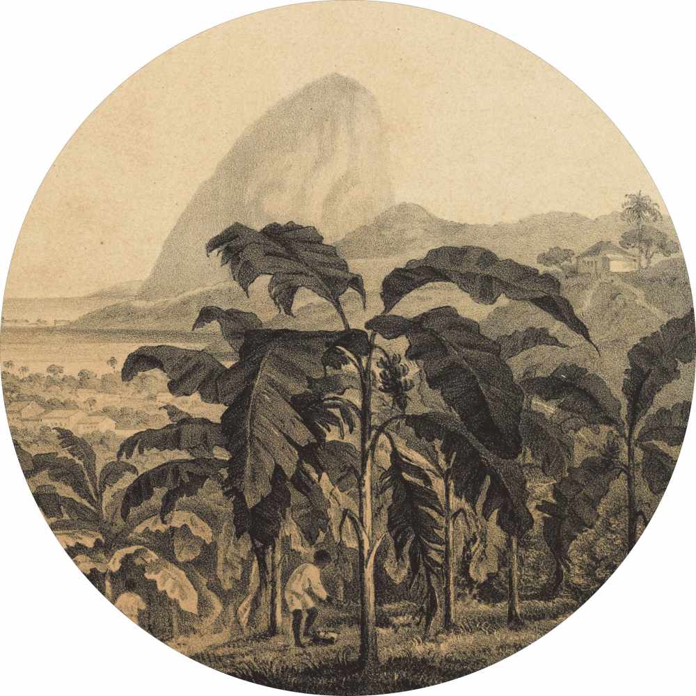 Koło Afryka - obrazek 2